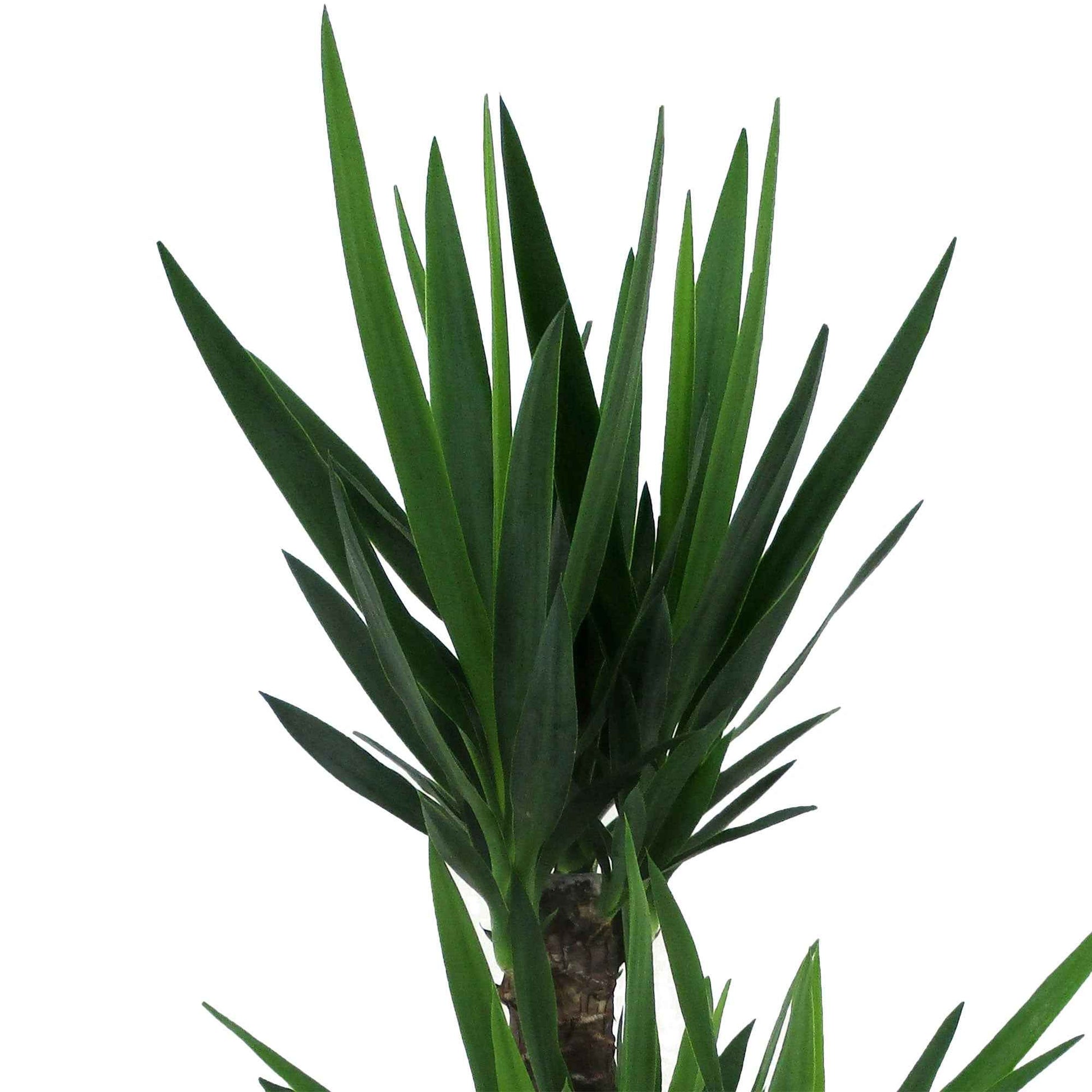 Yucca elephantipes - Palmlilie - Grüne Zimmerpflanzen
