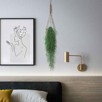 Tillandsia usneoides - Spanisches Moos - Grüne Zimmerpflanzen
