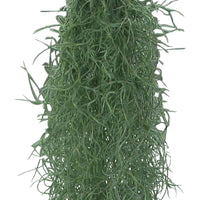 Grüne Zimmerpflanzen - Spanisches Moos - Tillandsia usneoides