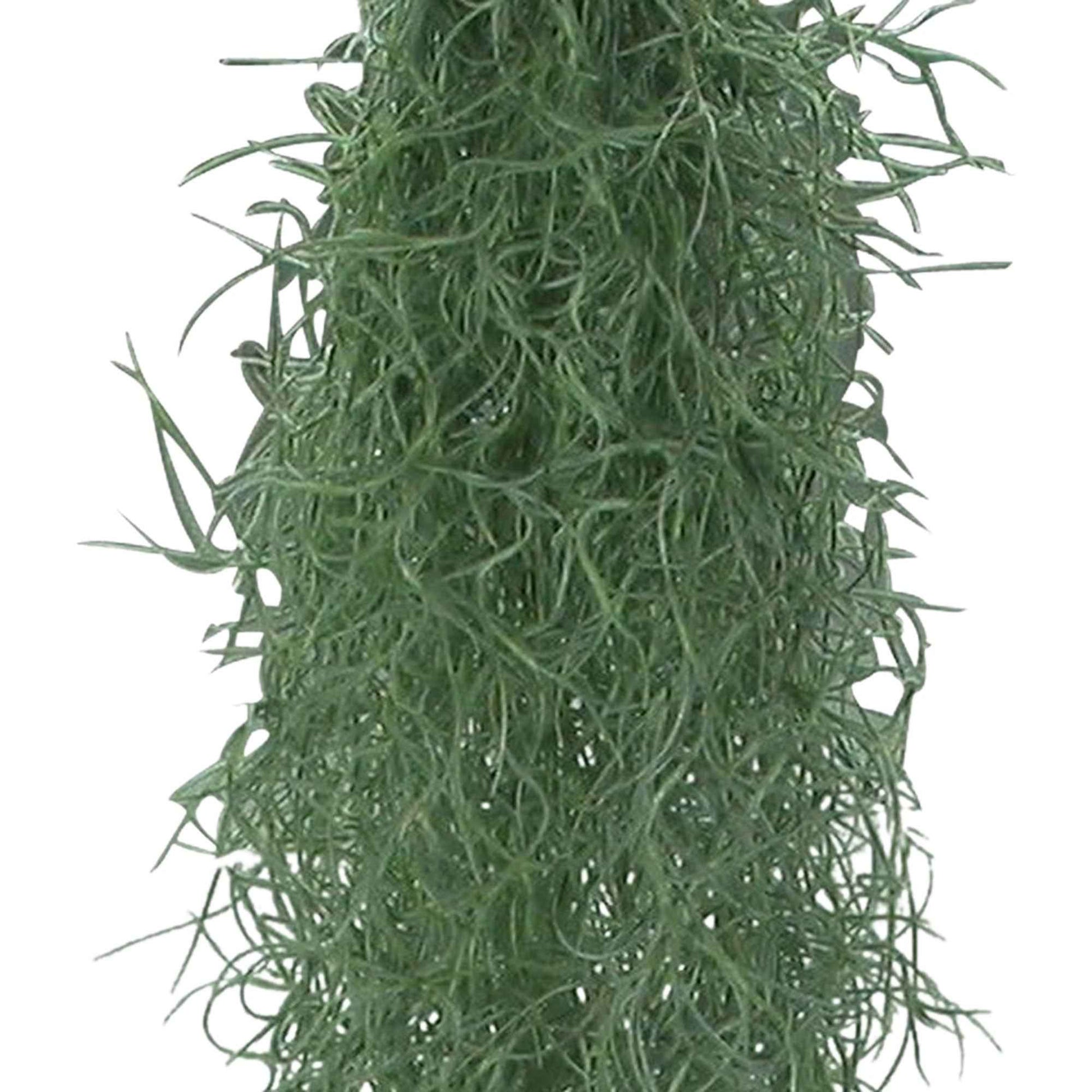 Grüne Zimmerpflanzen - Spanisches Moos - Tillandsia usneoides