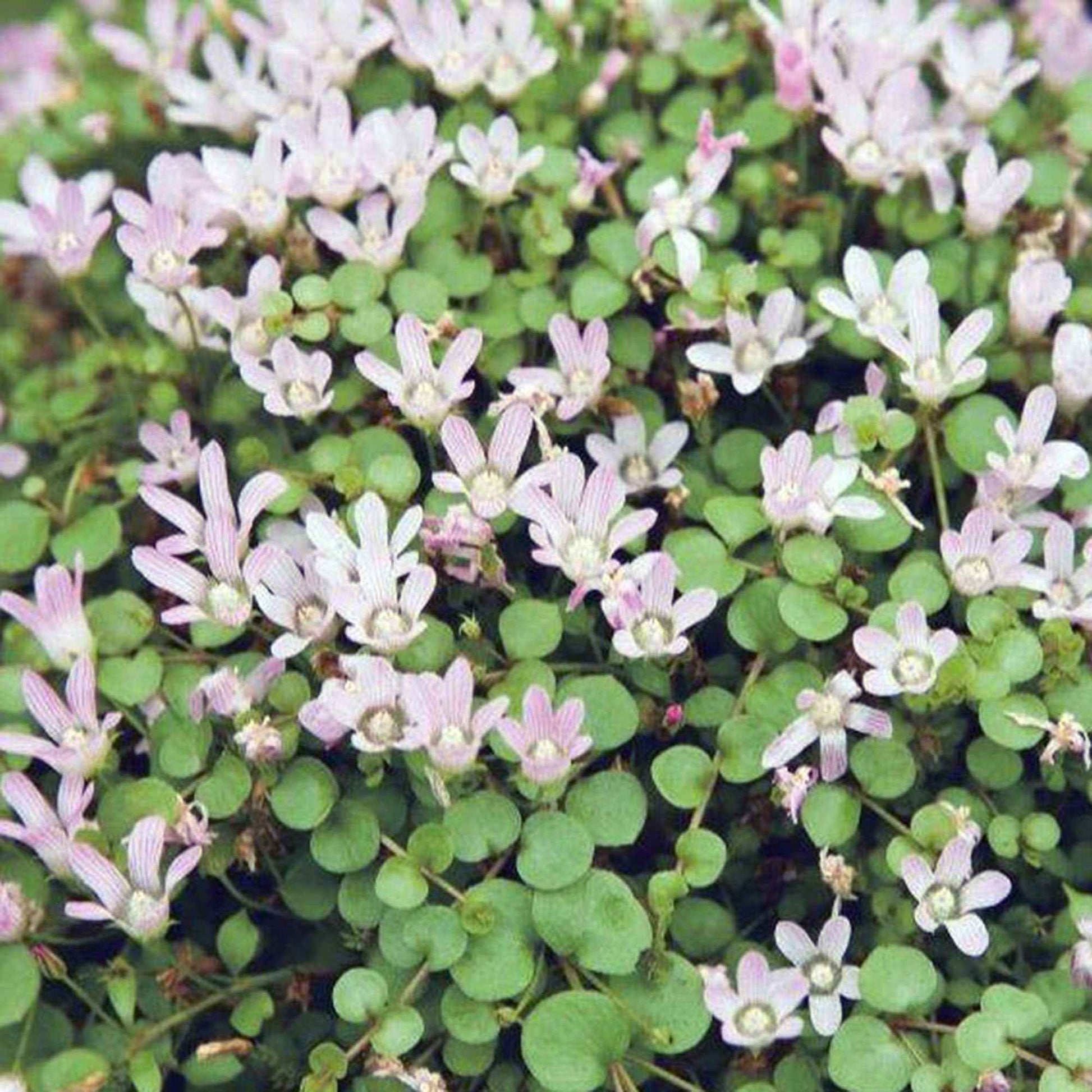 Zarter Gauchheil - Anagallis tenella - Bakker