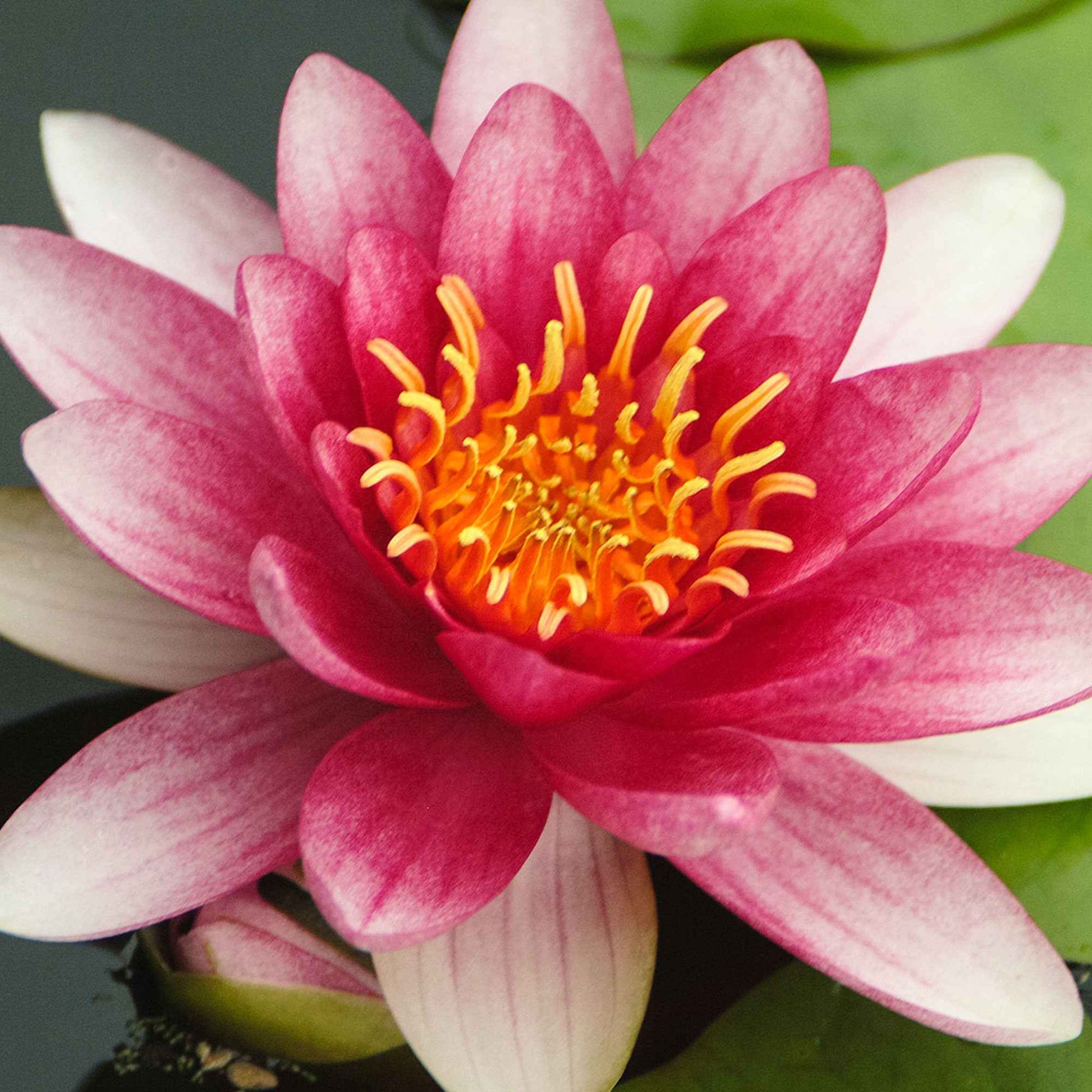 Seerose 'Attraction' - Seerosen - Bakker