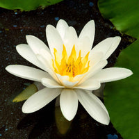 Seerose 'Marliacea Albida' - Bakker
