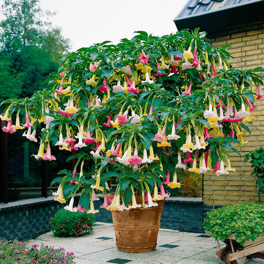 Engelstrompete 'Tricolor' - Bakker
