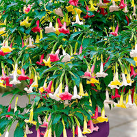 Engelstrompete 'Tricolor' - Brugmansia - Bakker
