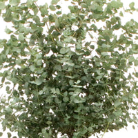 Eucalyptus gunnii - Eukalyptus - Eucalyptus - Eukalyptus