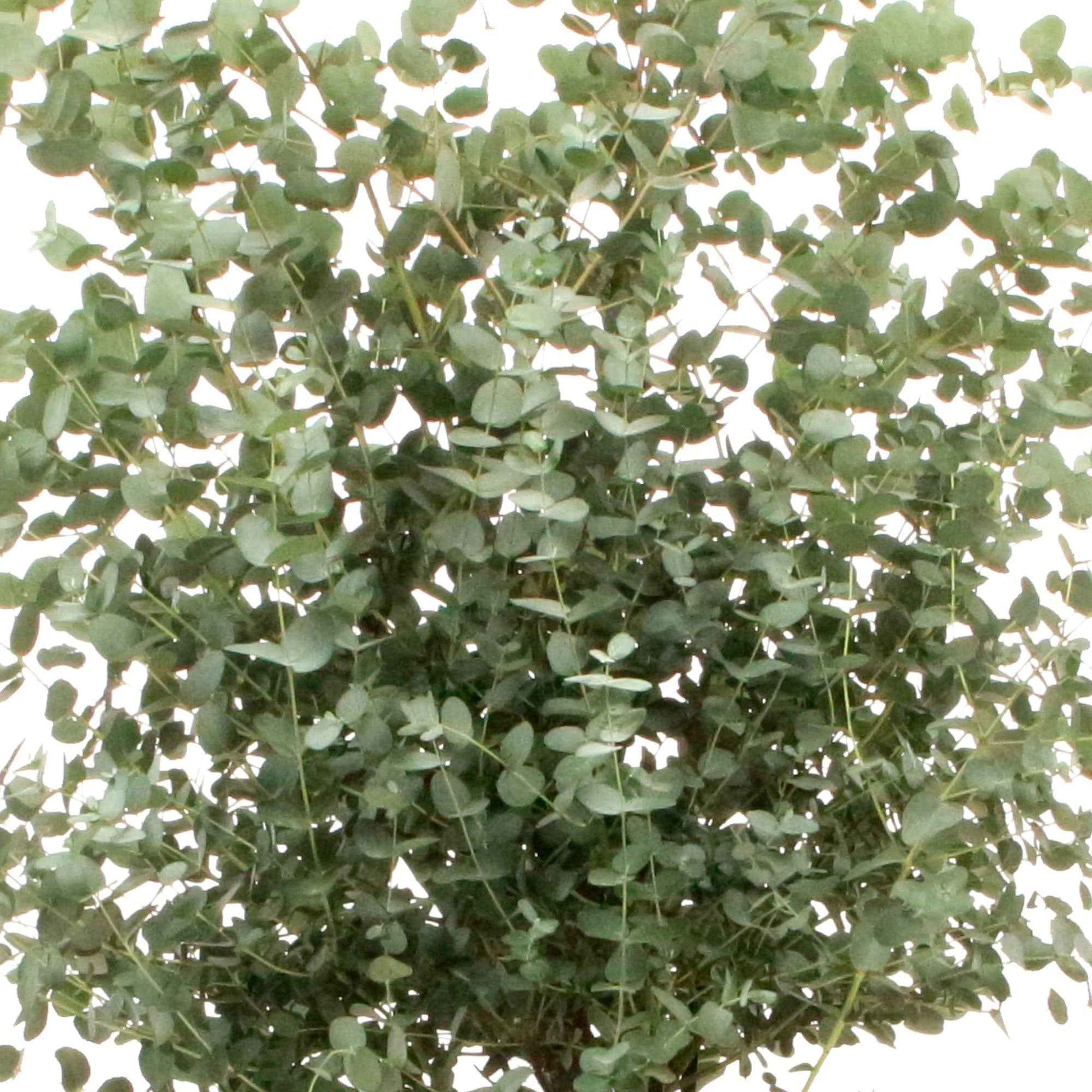 Eucalyptus gunnii - Eukalyptus - Eucalyptus - Eukalyptus