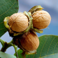 Walnuss - Juglans regia - Bakker
