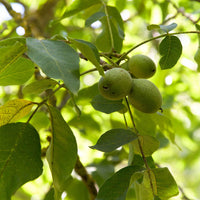 Juglans regia - Walnuss - Walnuss