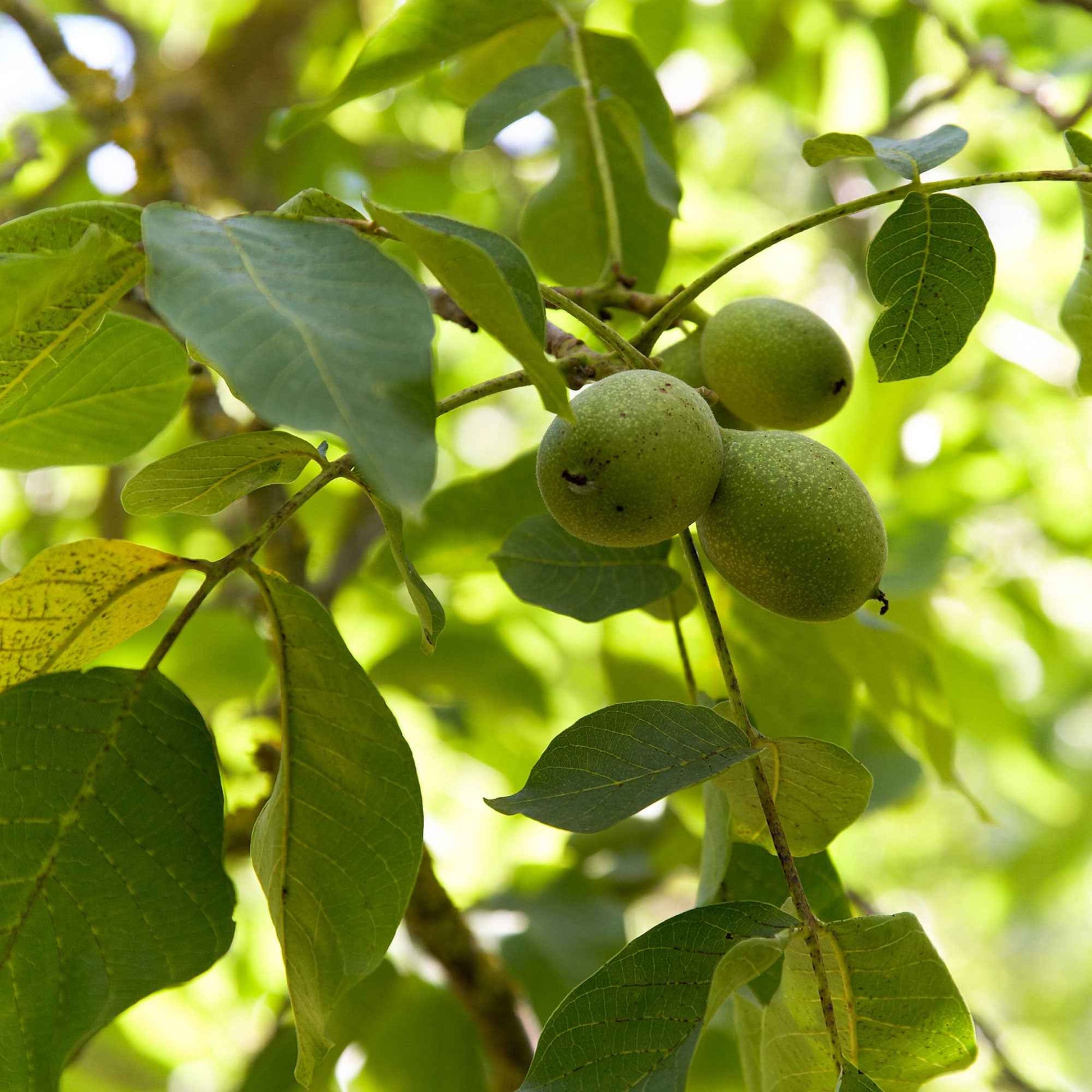Juglans regia - Walnuss - Walnuss
