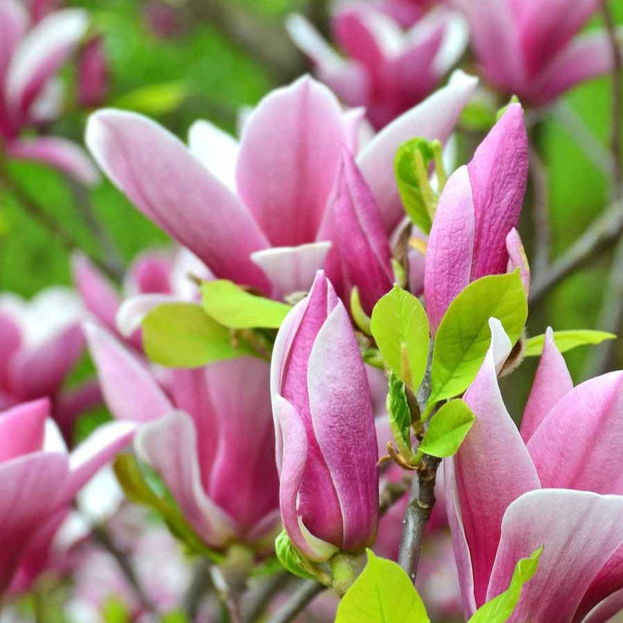 Magnolia soulangeana - Tulpen-Magnolie - Magnolien