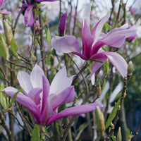 Tulpen-Magnolie - Magnolien - Bakker