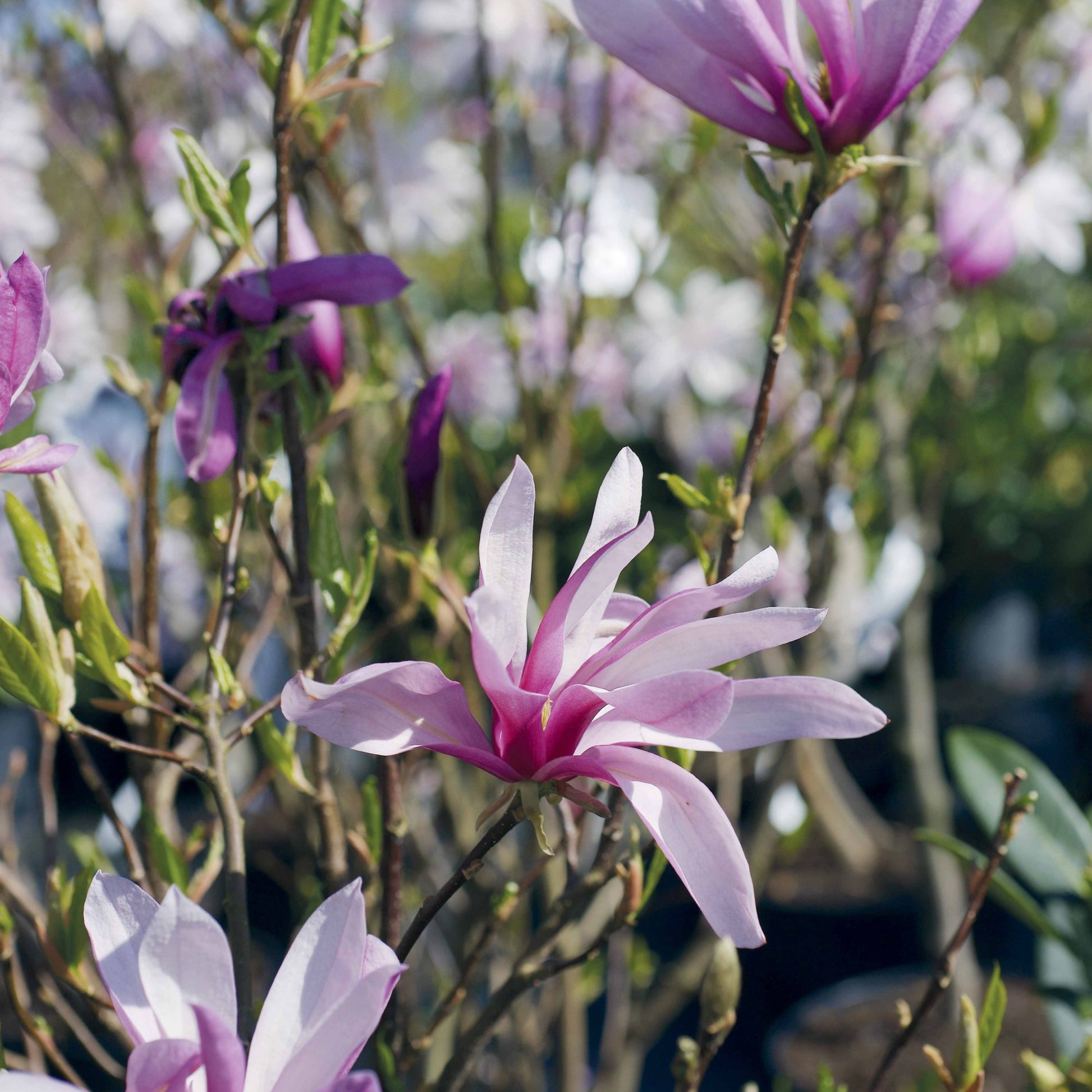 Verkauf Tulpen-Magnolie