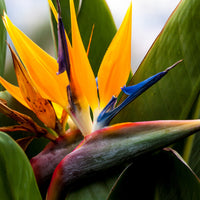 Strelitzia reginae humilis - Paradiesvogelblume Strelitzie - Strelitzia