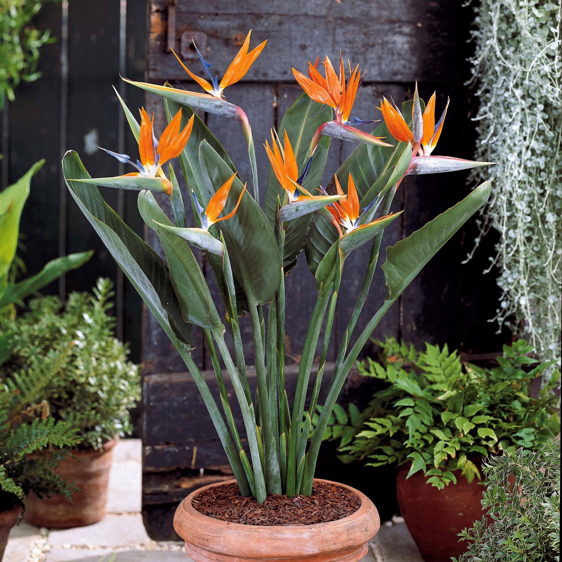 Strelitzia - Paradiesvogelblume Strelitzie - Strelitzia reginae humilis