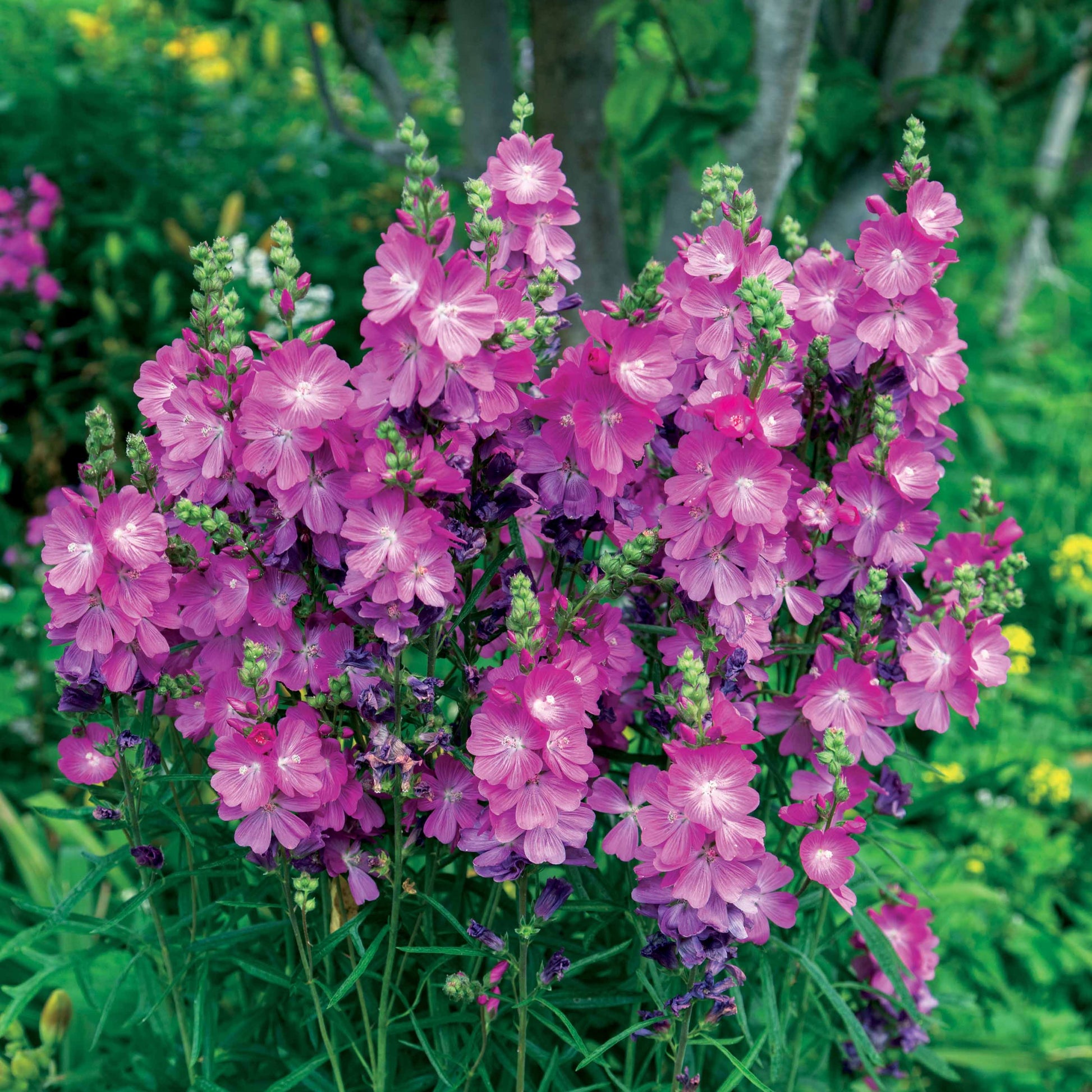 Nackte Wurzeln - Wilde Malve 'Party Girl' - Sidalcea oregana Party Girl