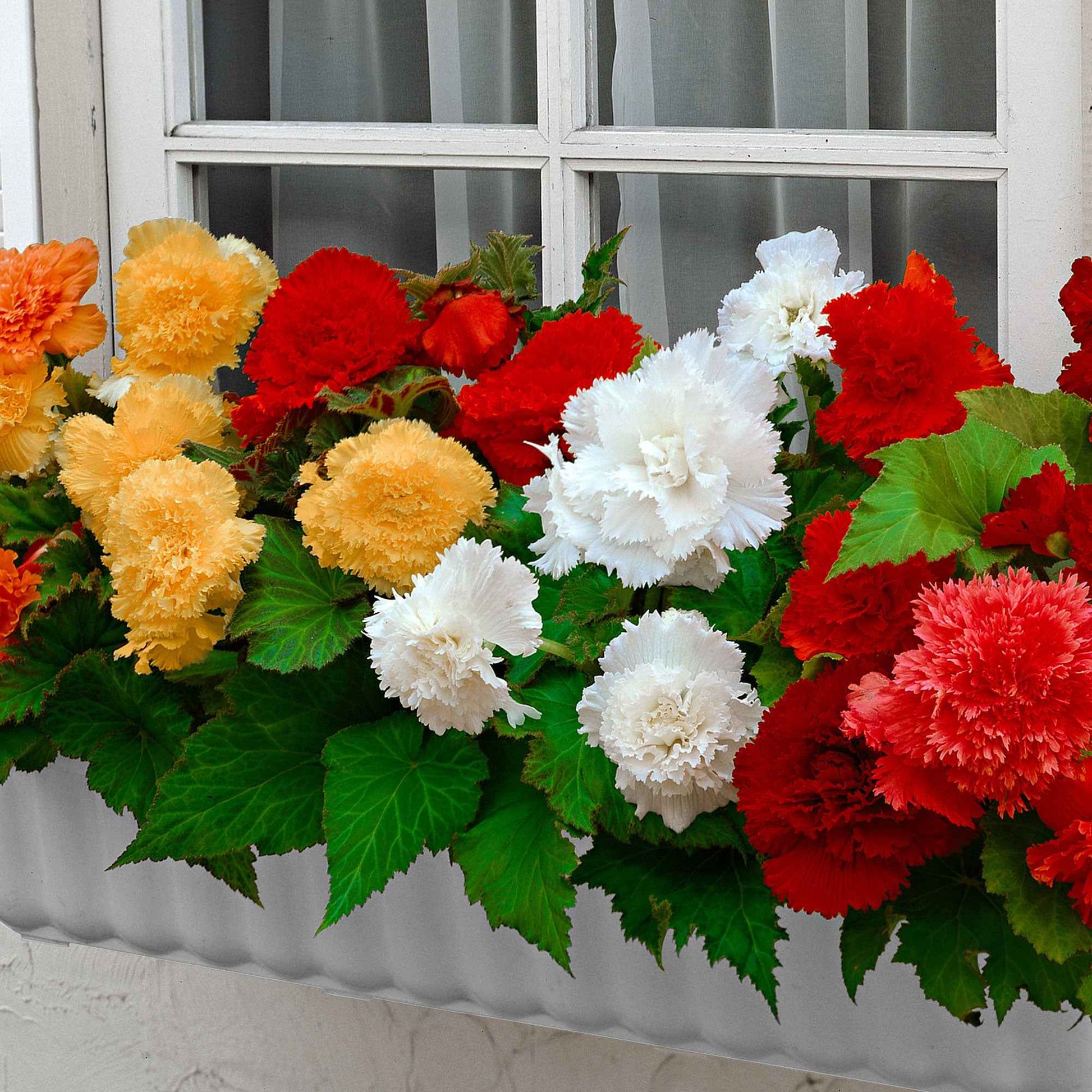 Gefranste Begonien 'Fimbriata' (x10) - Begonia fimbriata - Bakker