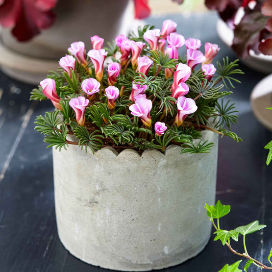 Sauerklee 'Autumn Pink' (x5) - Bakker