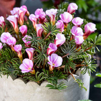 Sauerklee 'Autumn Pink' (x5) - Oxalis Autumn Pink - Bakker