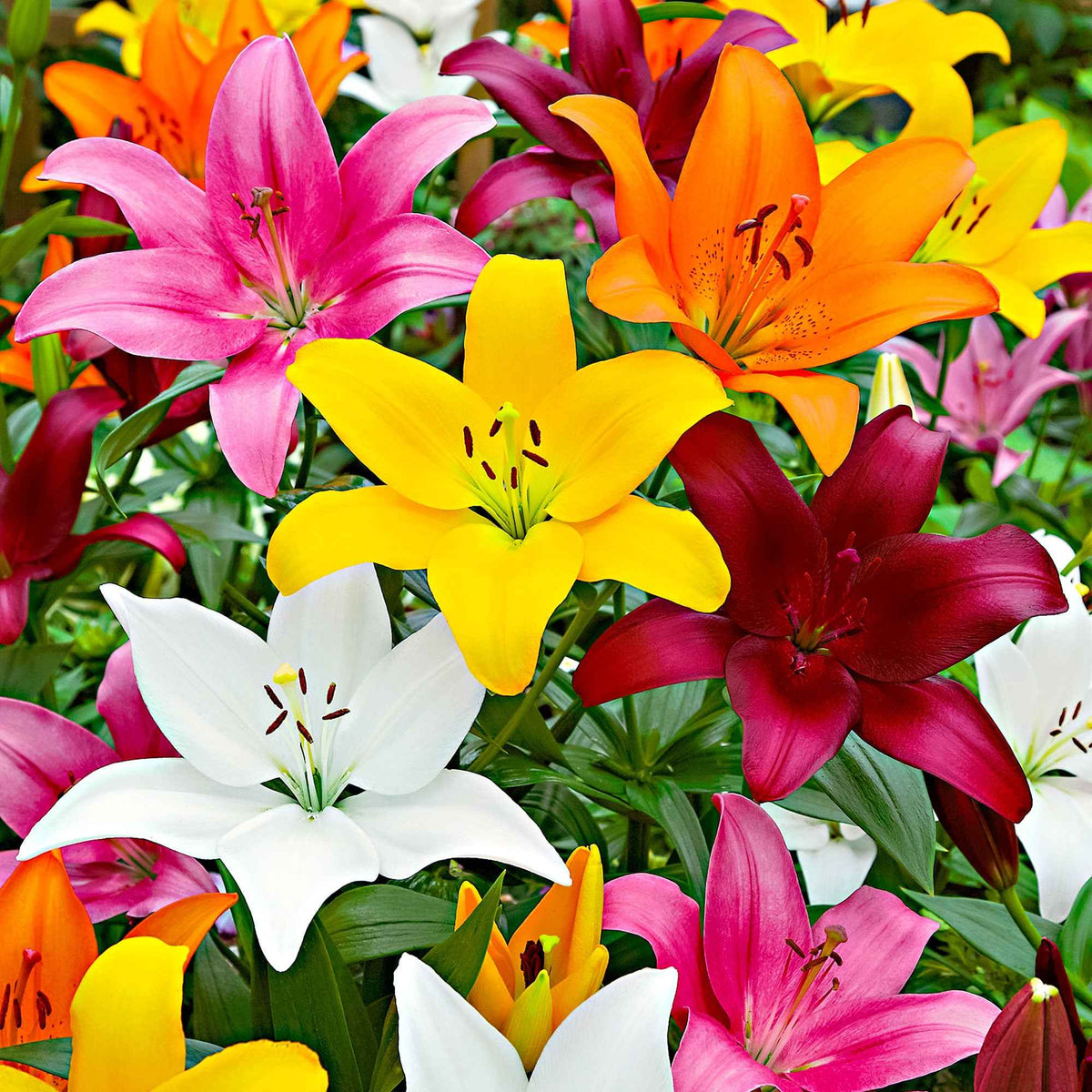 Asiatische Lilie 'Mid-Century' - Bakker