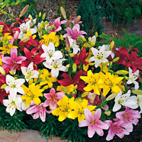 Asiatische Lilie 'Mid-Century' - Lilium mid-century - Bakker