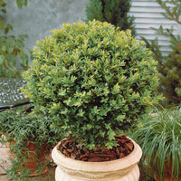Verkauf Buchsbaum Kugel - Buxus sempervirens