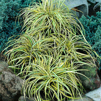 Japan-Segge ‘Evergold’ - Carex oshimensis evergold - Bakker