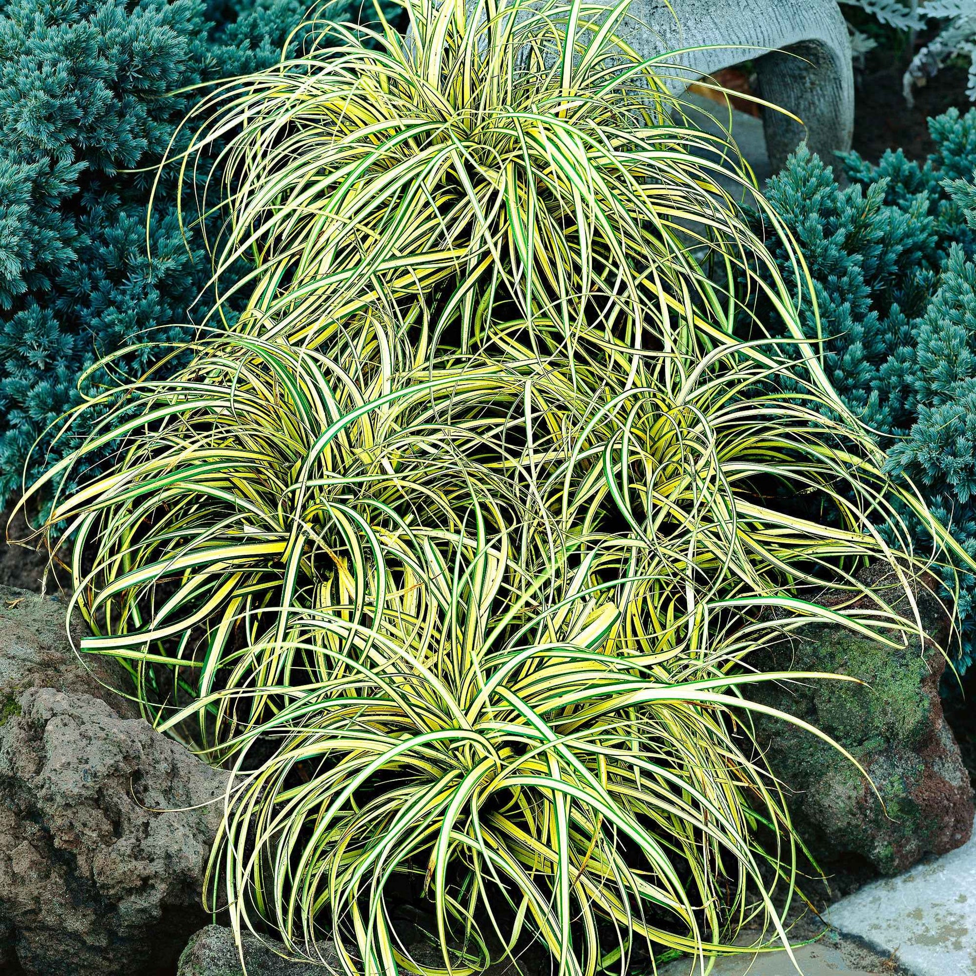 Japan-Segge ‘Evergold’ - Carex oshimensis evergold - Bakker
