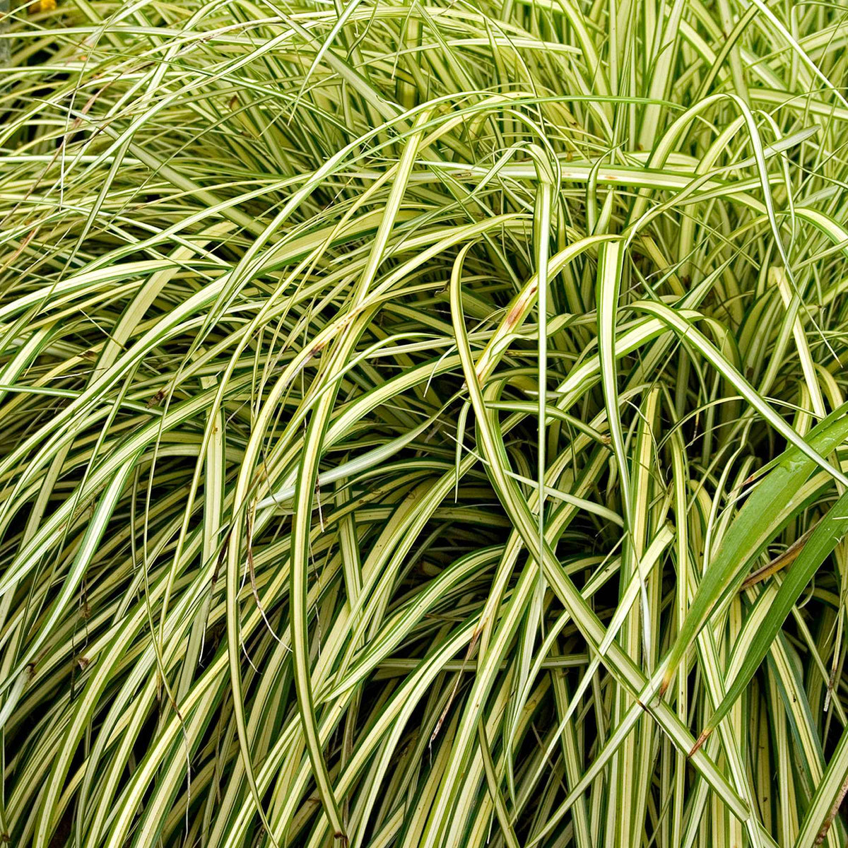 Carex - Japan-Segge ‘Evergold’ - Carex oshimensis evergold
