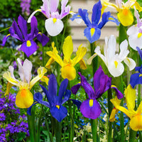 Holländische Iris Mischung 'Dutch Garden' (x50) - Iris hollandica - Bakker