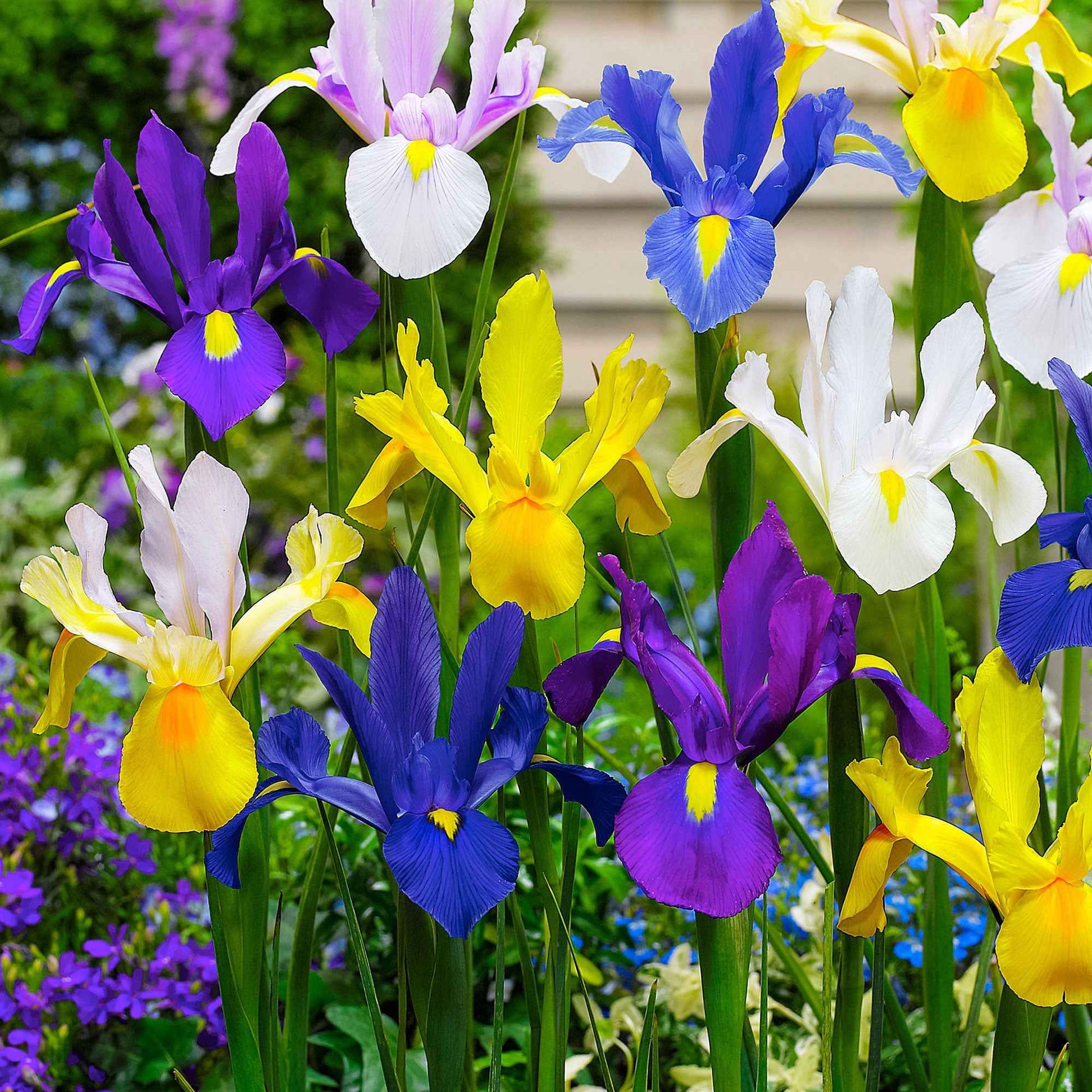 Holländische Iris Mischung 'Dutch Garden' (x50) - Iris hollandica - Bakker