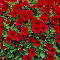 Petunien und Calibrachoa - Rote Hängepetunien (x3) - Petunia