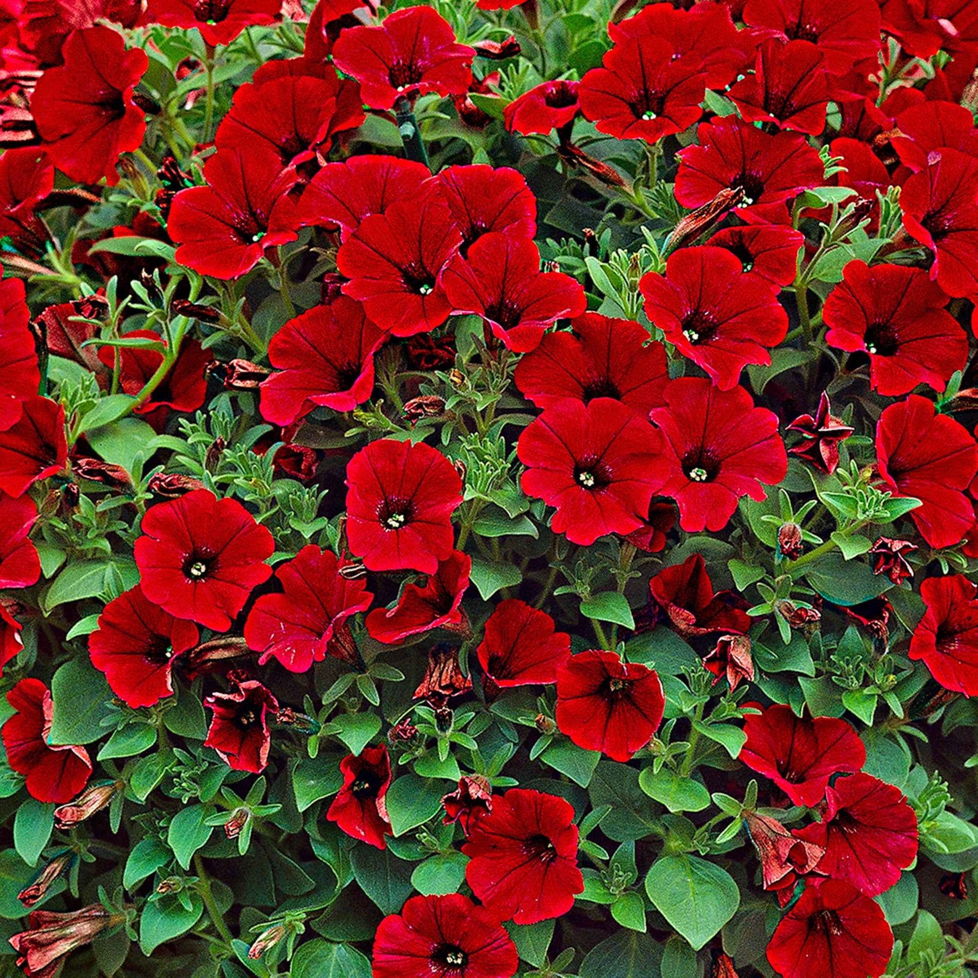 Petunien und Calibrachoa - Rote Hängepetunien (x3) - Petunia