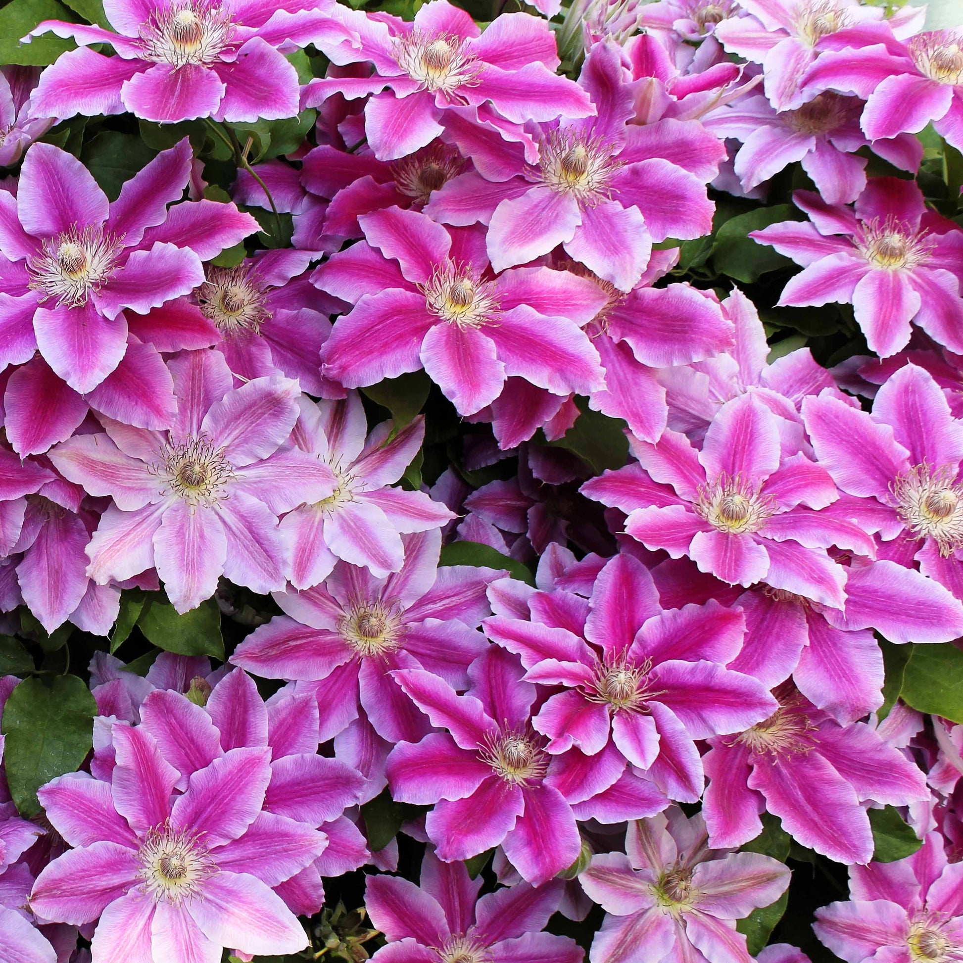 Clematis 'Piilu' - Clematis - Bakker