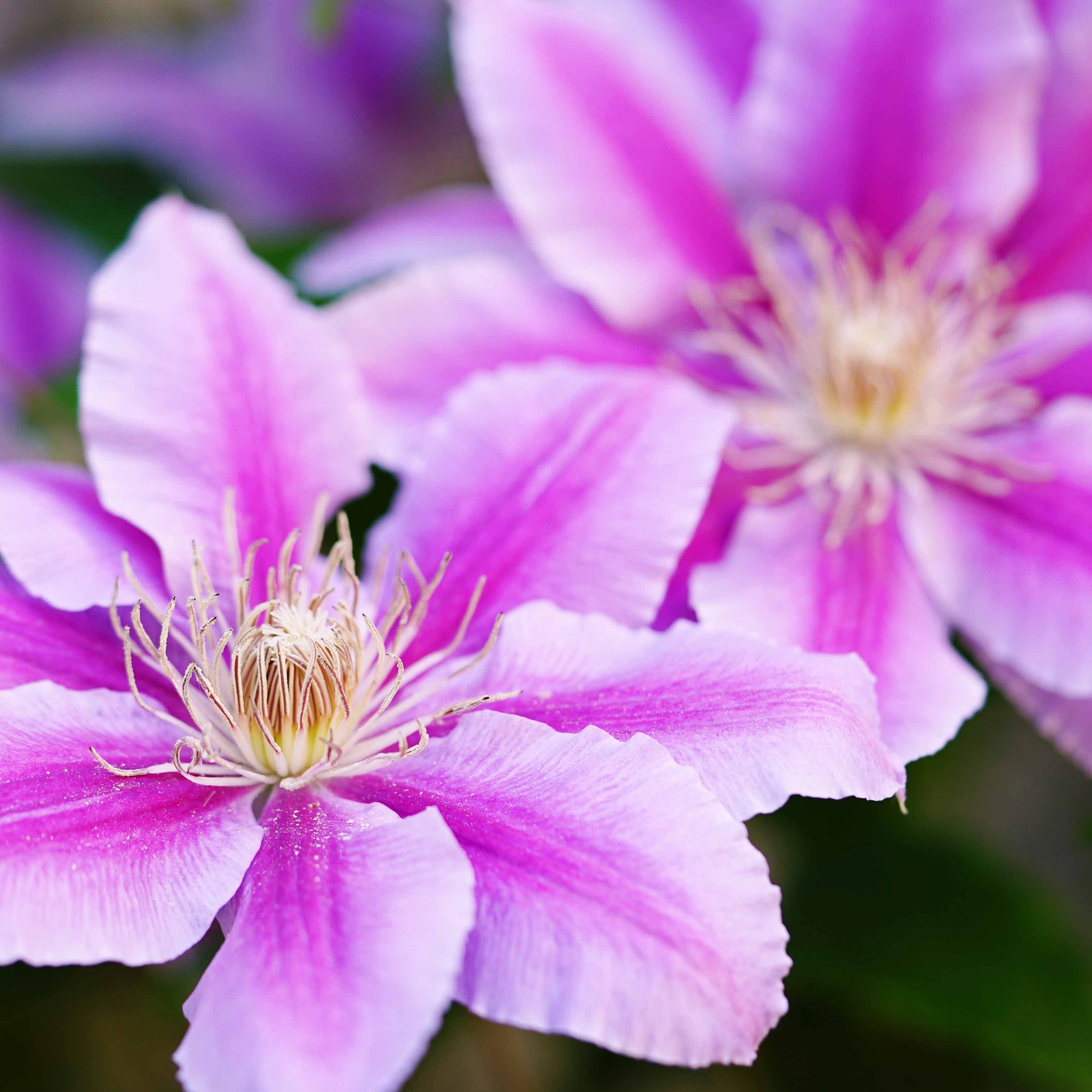 Verkauf Clematis 'Piilu'