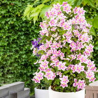 Clematis 'Piilu' - Bakker