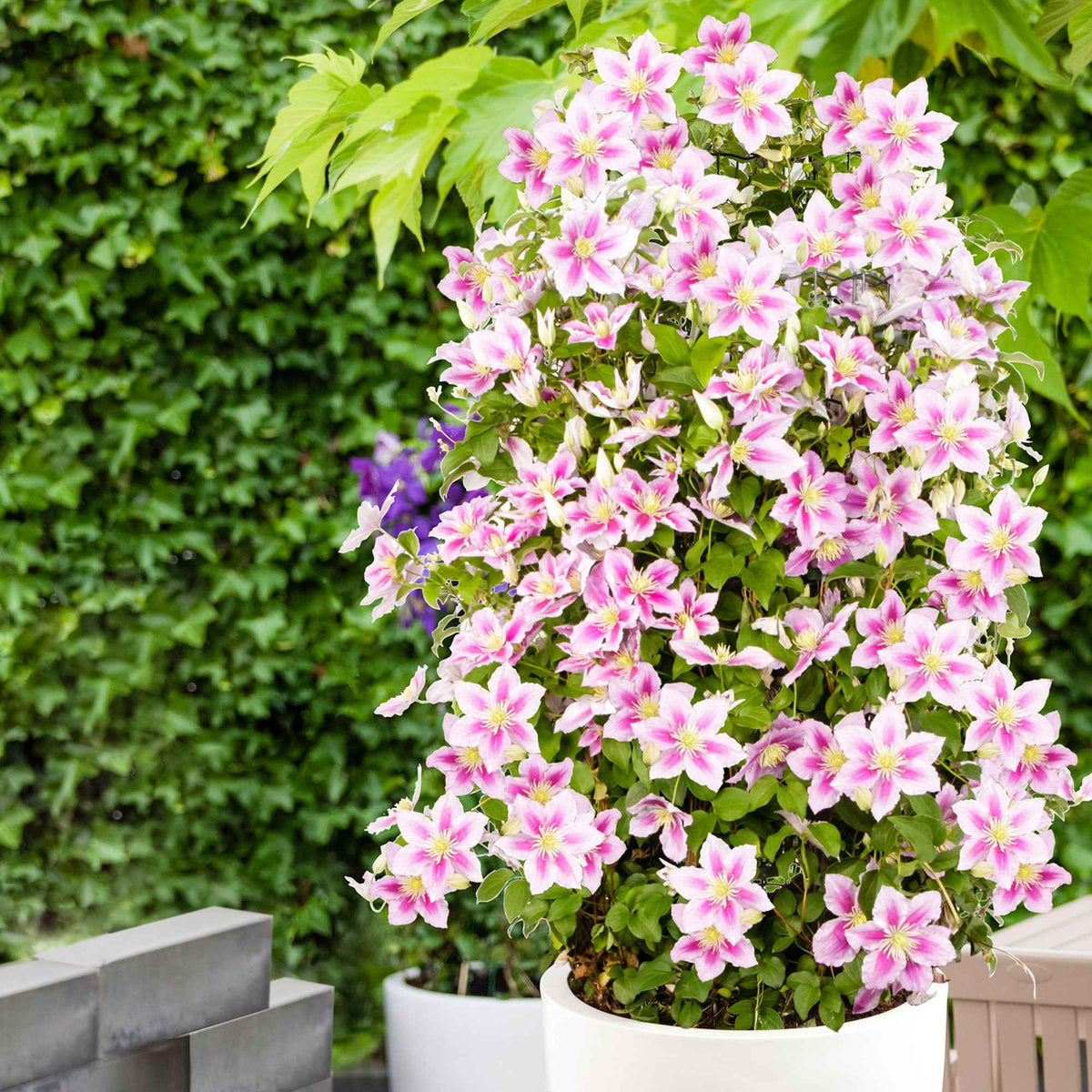 Clematis 'Piilu' - Bakker