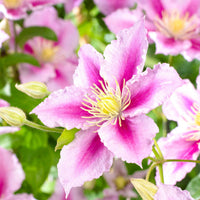 Clematis 'Piilu' - Clematis patens Piilu - Bakker