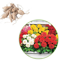 Dahlien-Zwiebeln - Dahlien Mischung 'Terrace View' (x5) - Dahlia GO GO
