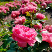Verkauf Rose 'Leonardo da Vinci' - Rosa floribunda Leonardo Da Vinci ® Meideauri