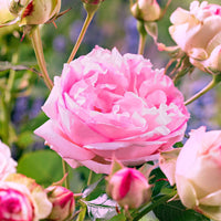 Rosa floribunda red leonardo da vinci, leonardo da - Floribunda-Rosen Kollektion (x2) - Rosen