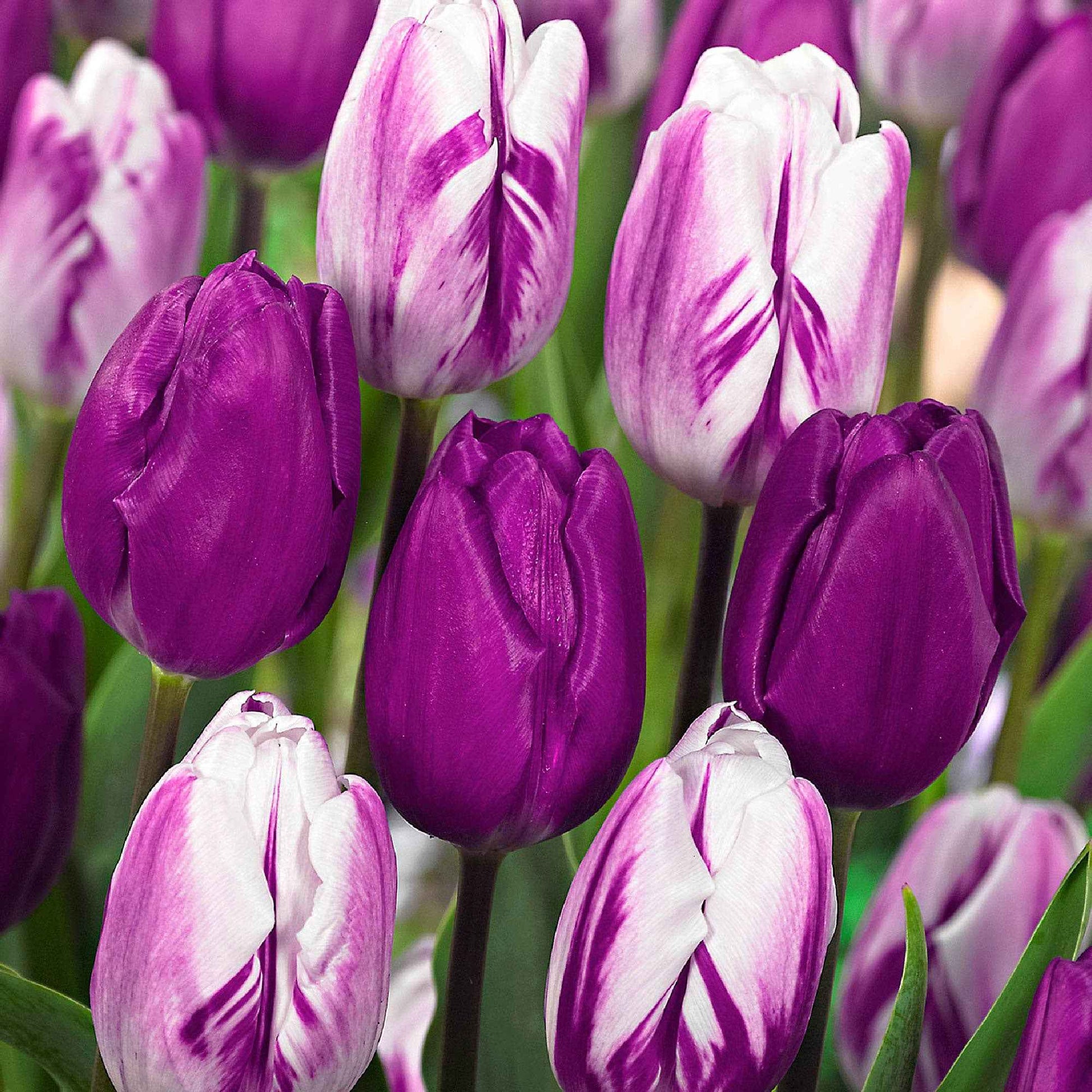 Tulpen mauv-weiß Mischung (x10) - Bakker