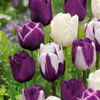 Tulpen mauv-weiß Mischung (x10) - Tulipa - Bakker