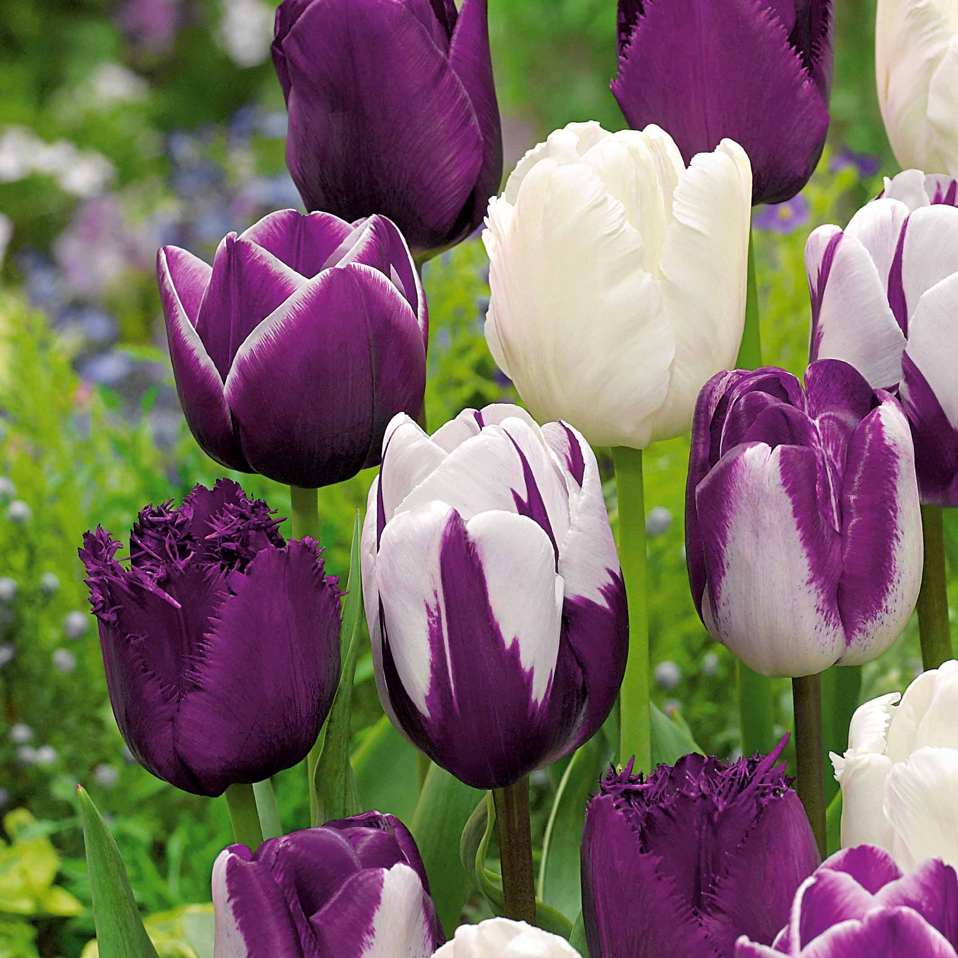 Tulpen mauv-weiß Mischung (x10) - Tulipa - Bakker