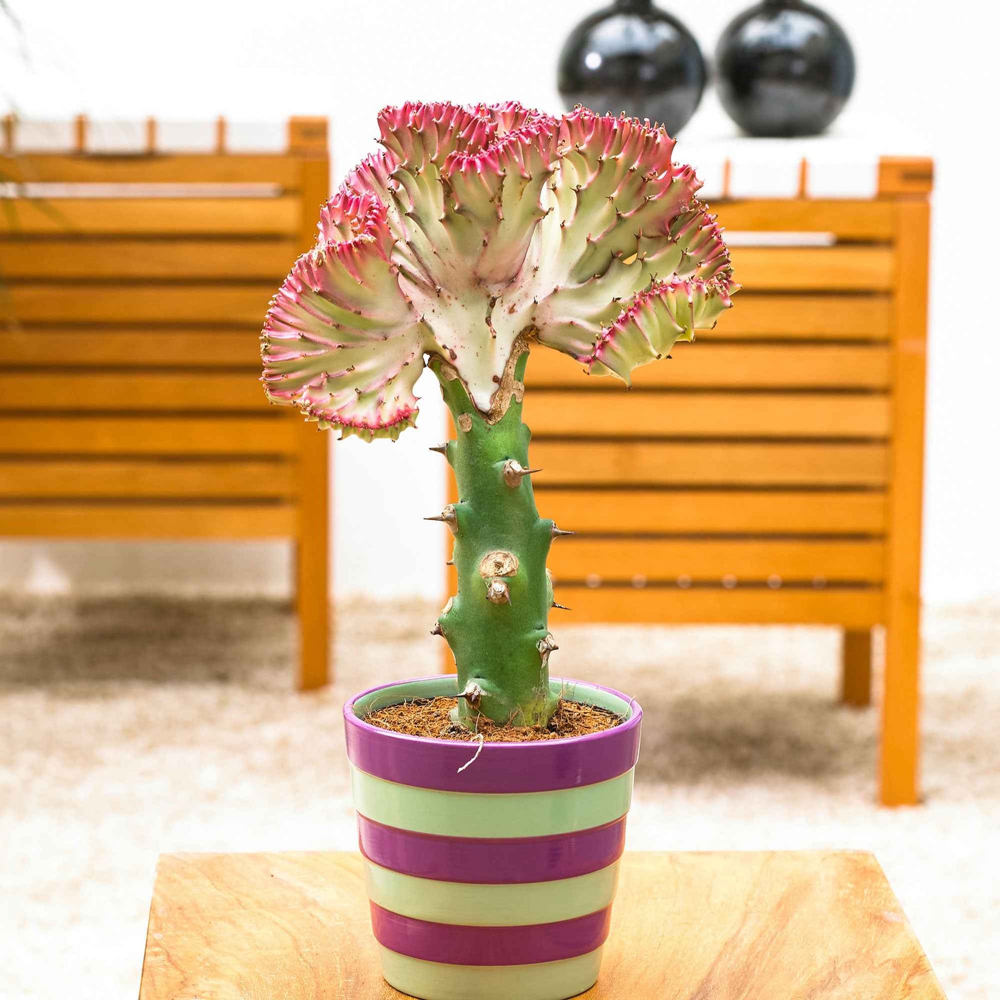 Kaktus und fette Pflanze - Korallen-Wolfsmilch 'Cristata' - Euphorbia lactea Cristata