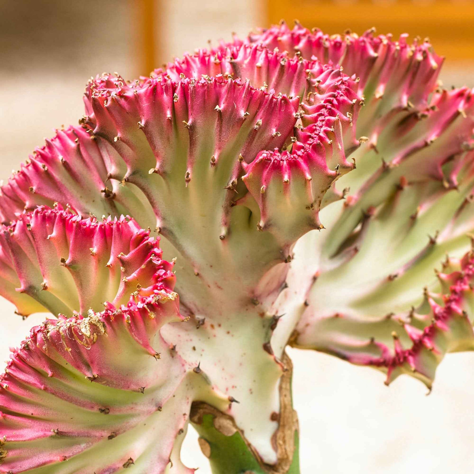 Verkauf Korallen-Wolfsmilch 'Cristata' - Euphorbia lactea Cristata