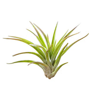 Tillandsien auf Holz-Halterung - Tillandsia - Bakker