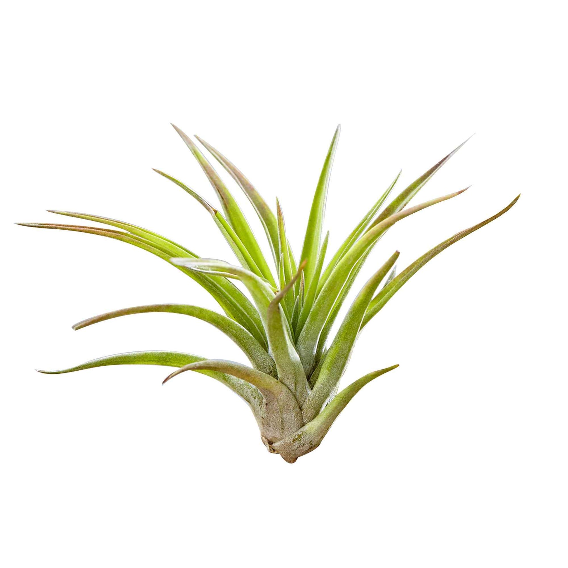 Tillandsien auf Holz-Halterung - Tillandsia - Bakker