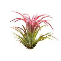 Tillandsia - Tillandsien auf Holz-Halterung - Luftpflanzen - Tillandsia