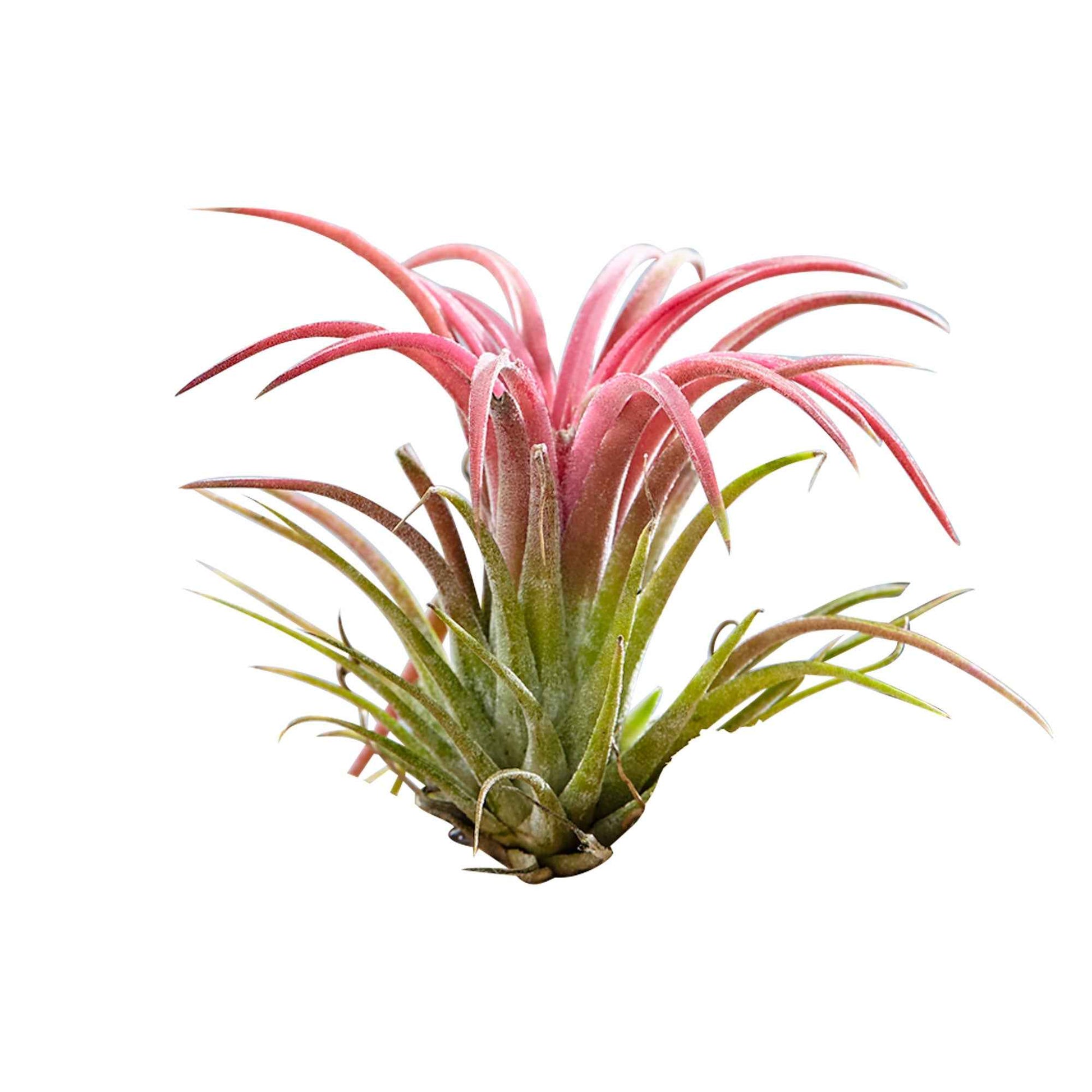 Tillandsia - Tillandsien auf Holz-Halterung - Luftpflanzen - Tillandsia